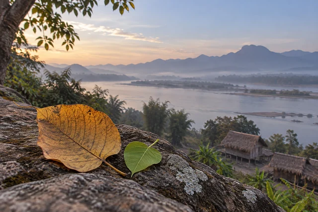 ใบไม้สีทองและใบอ่อนสีเขียวบนหิน