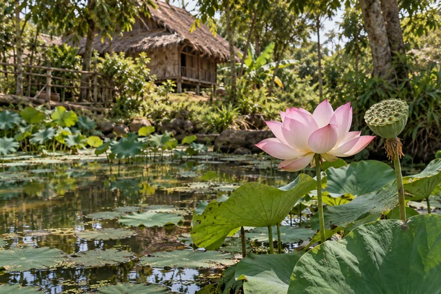ฝักบัวและดอกบัวสีชมพูในสระธรรมชาติ