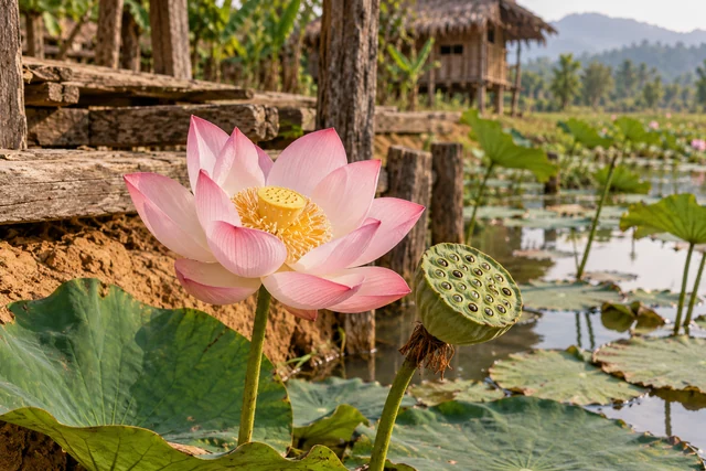 ฝักบัวและดอกบัวสีชมพูในสระธรรมชาติ