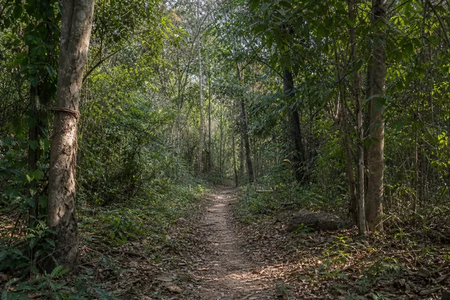 ทางดินสำหรับเดินอย่างมีสติผ่านป่าชนบทอีสานอันเงียบสงบ