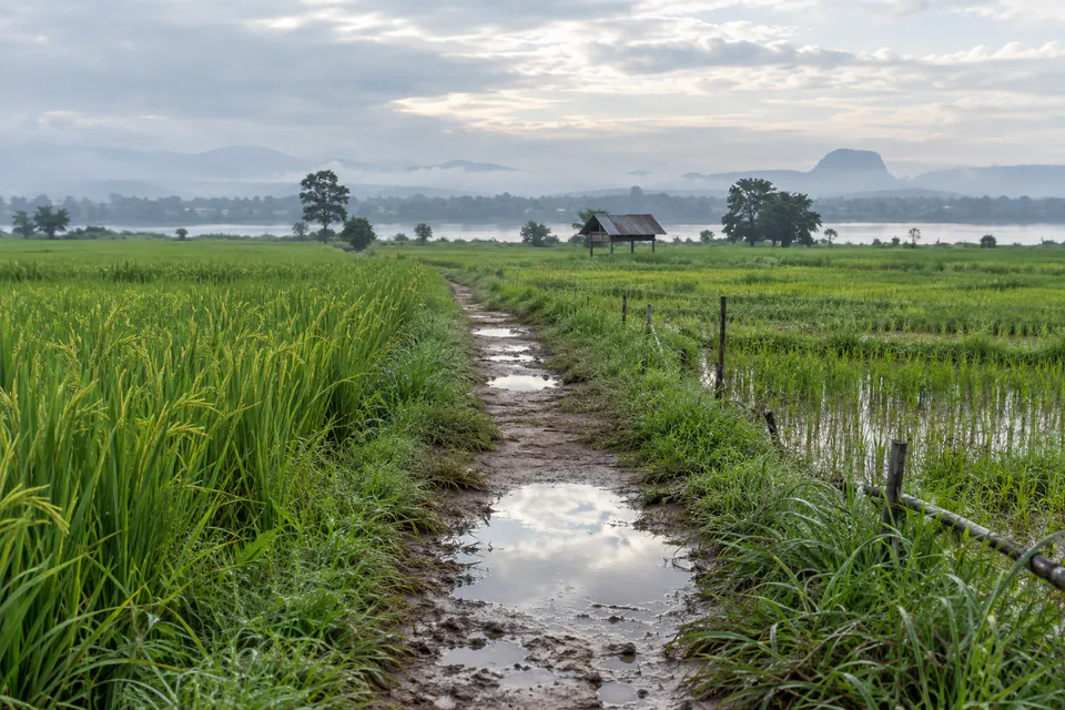 ทางดินผ่านทุ่งนาอีสานหลังฝน บรรยากาศสงบของชนบทหนองคาย