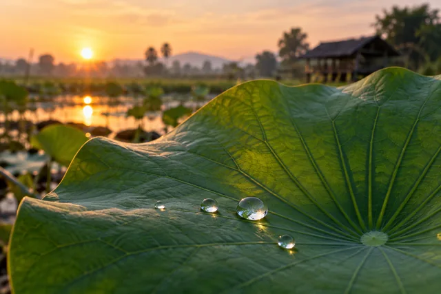 หยดน้ำบนใบบัวสดในแสงเช้า