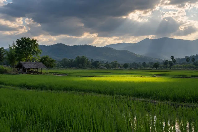 เงาเมฆผ่านทุ่งข้าวกับช่องแสงที่ส่องลงมา