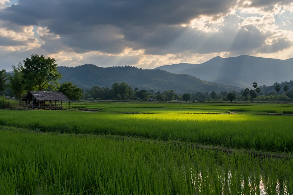เงาเมฆผ่านทุ่งข้าวกับช่องแสงที่ส่องลงมา